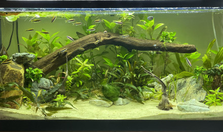 aquarium Tetra aqua