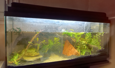 aquarium La petite jungle