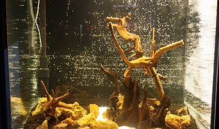 aquarium Bassine de 90L