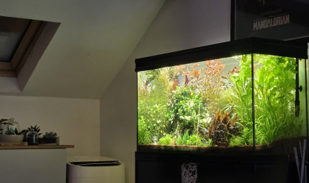 aquarium 200l communautaire