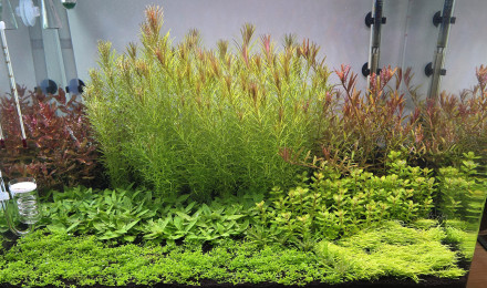 aquarium 70l hollandais