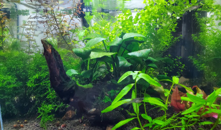 aquarium Aquarium mini