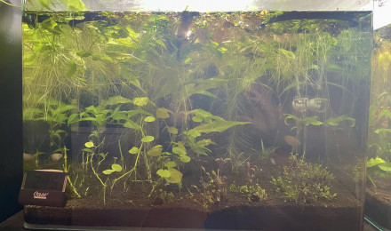 aquarium Trichogaster chuna