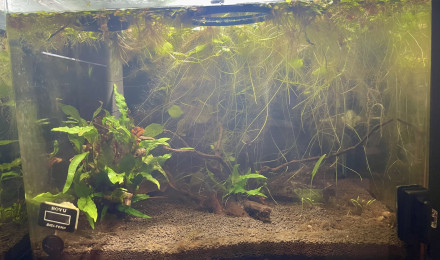 aquarium Betta smaragdina