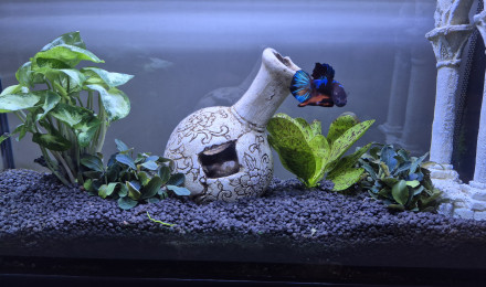 aquarium aquarium betta