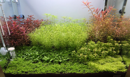 aquarium 70l hollandais