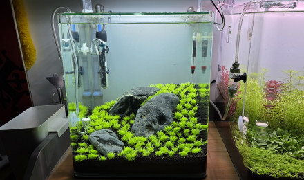 aquarium Iwagumi 30 L