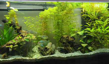 aquarium 300 Litres Amazonien