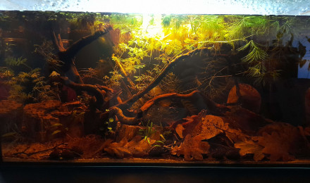 aquarium Spécifique betta