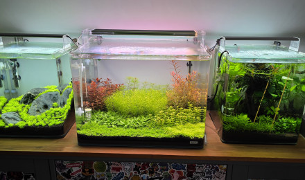 aquarium 70l hollandais