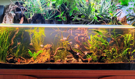 aquarium Communautaire 850 litres