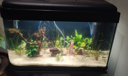 aquarium Test amazone