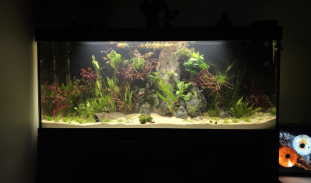 aquarium Bac 240l asiatique