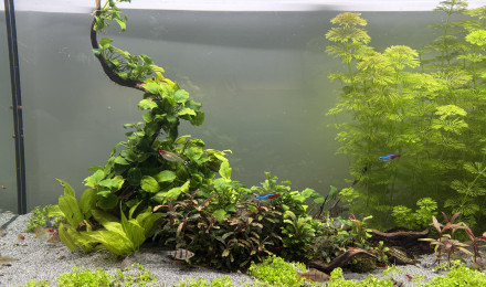 aquarium Communautaire 300L