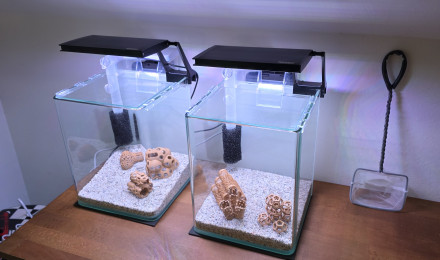 aquarium shrimp Park