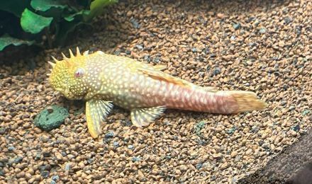 aquarium Aqua viking