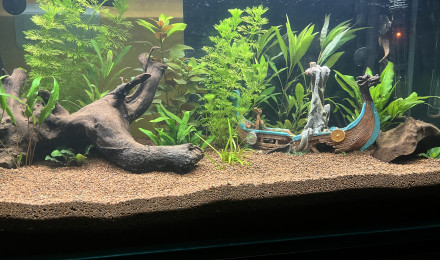 aquarium Aqua viking