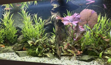 aquarium Aquarium communautaire eau douce