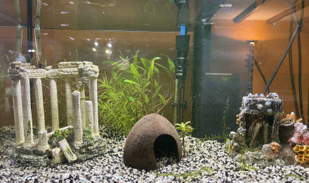 aquarium Aqua nano
