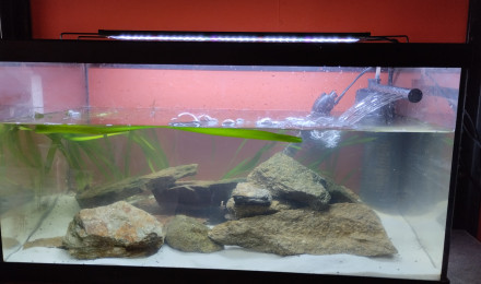 aquarium 60 l