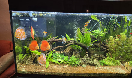 aquarium Bac discus