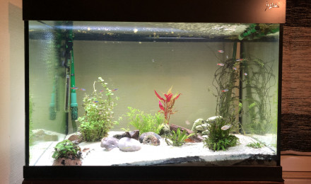 aquarium 220L