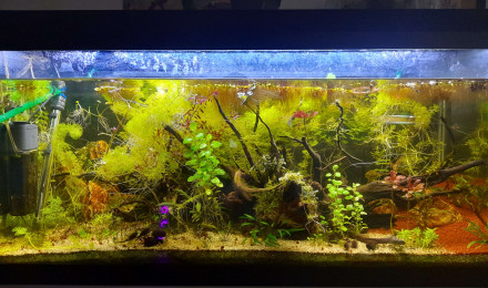 aquarium 140L