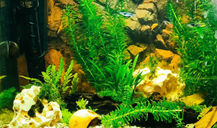 aquarium Endler_crevettes