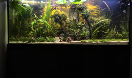 aquarium Bac 240l asiatique