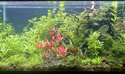 aquarium Communautaire