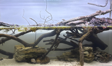 aquarium Aquarium sternotherus carinatus 2