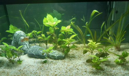 aquarium Aquarium  salon