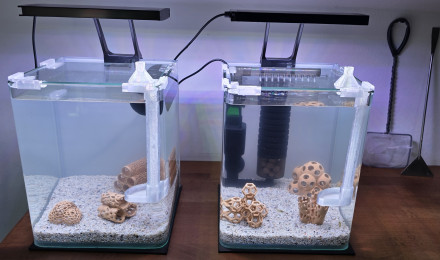 aquarium shrimp Park