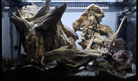 aquarium Bac 3 black water amazonien