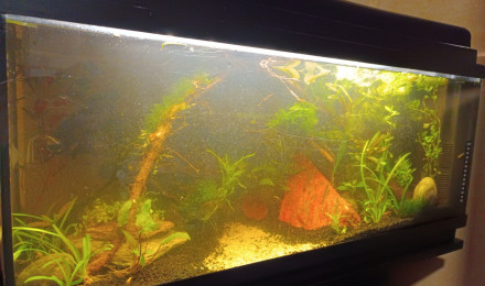 aquarium La petite jungle