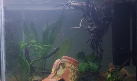 aquarium Le monde de Bebou