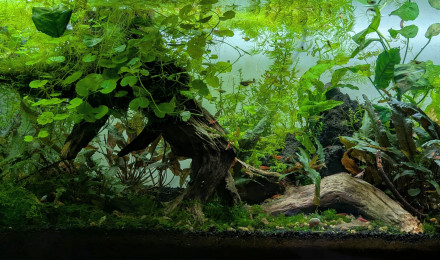 aquarium Propriété de l abonné 160l