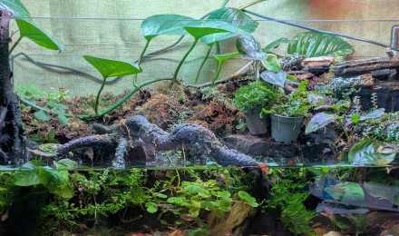 aquarium Paludarium