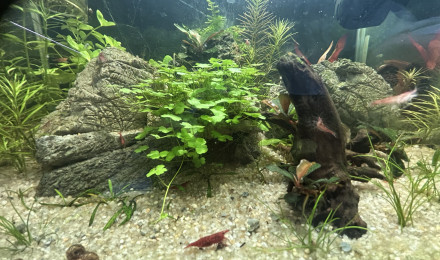 aquarium Neocaridina red fire cherry