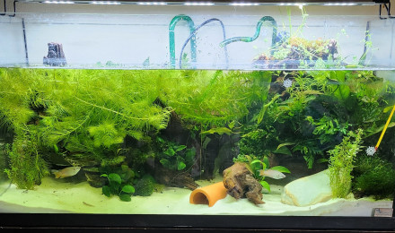 aquarium 120 Litres