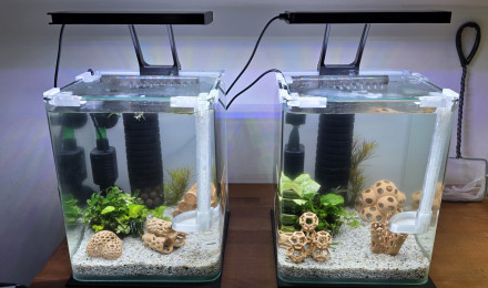 aquarium shrimp Park