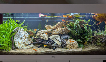 aquarium JUWEL RIO 180 LED