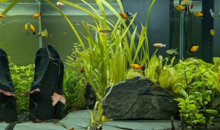 aquarium CIANO EMOTION PRO 60