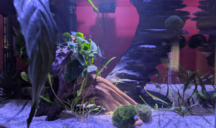 aquarium AMTRA NANOSCAPING 35