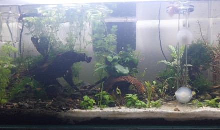 aquarium 48L Australo Guinéen