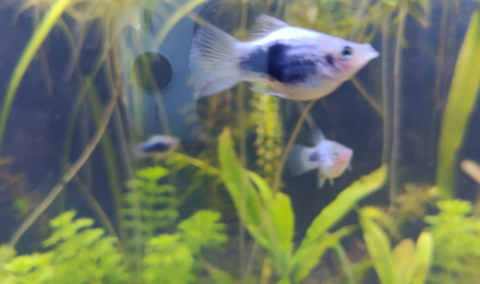 aquarium danios