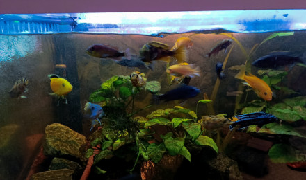 aquarium Mbunas