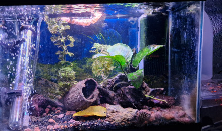 aquarium Bac de ponte