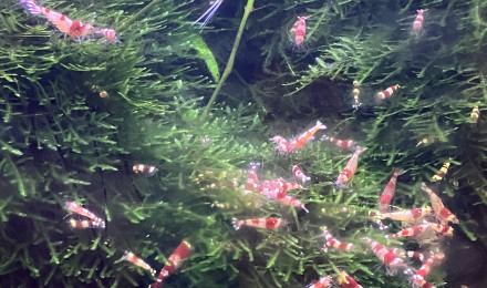 aquarium Caridina red crystal CRS