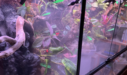 aquarium Paludarium tropical